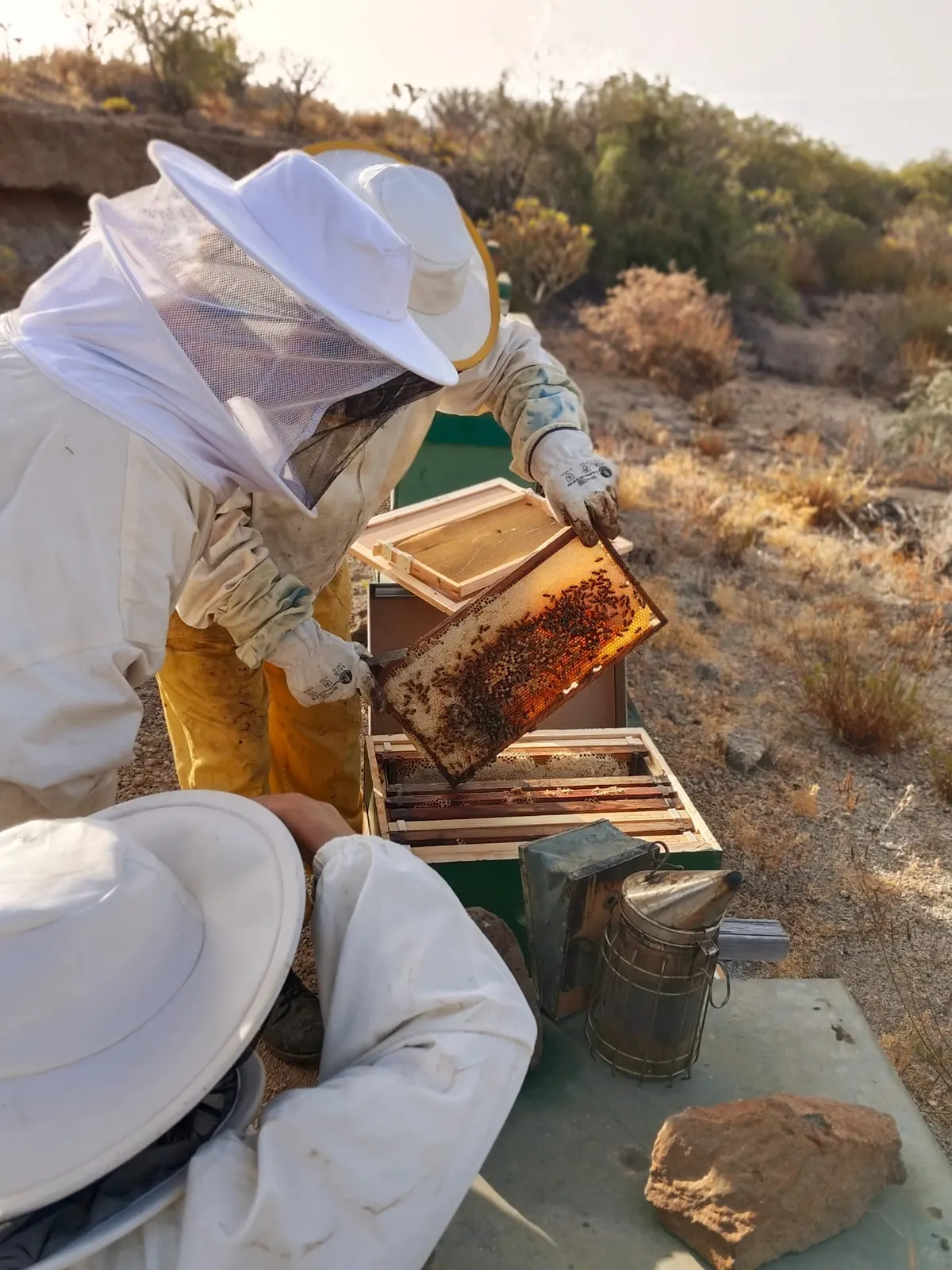 Discover the Unique Organic Honey from Ecohotel El Agua