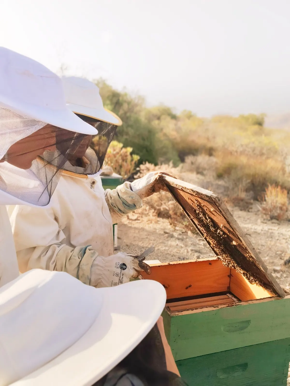 Discover the Unique Organic Honey from Ecohotel El Agua
