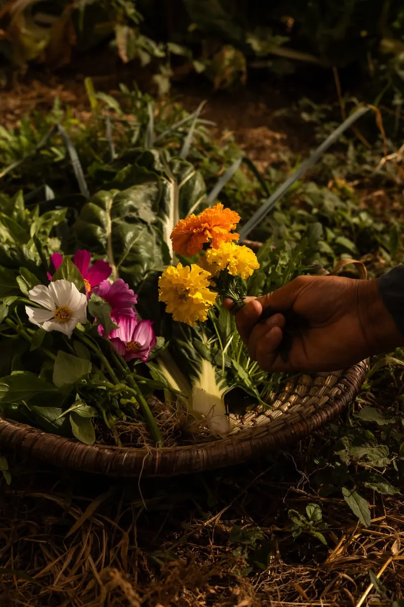 The Importance of Health and Longevity: Origin of Ingredients and Sustainability
