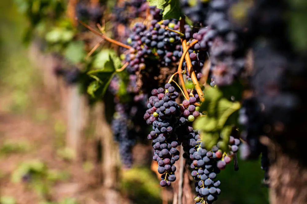 places-to-visit-in-Tenerife_Bodegas Monje