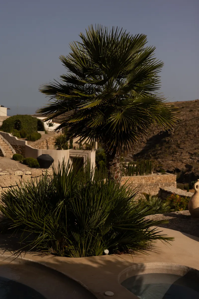 Three Palms — photo 1