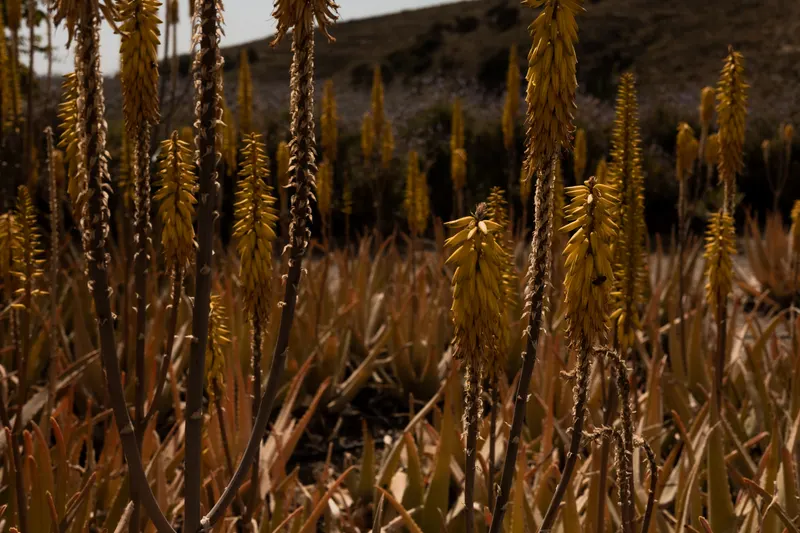 Three Palms — photo 8