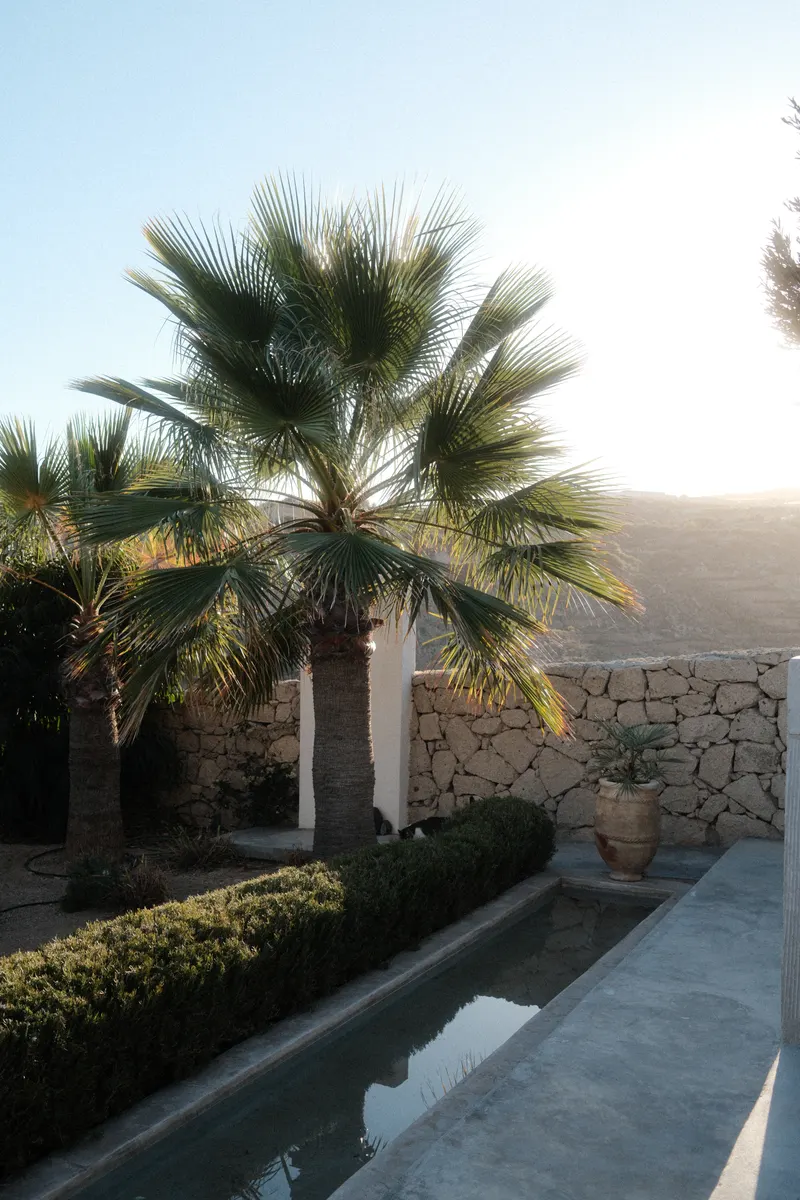 Three Palms — photo 10
